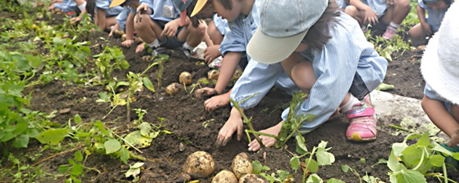 じゃがいも堀り