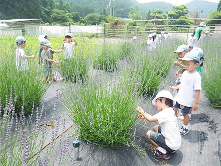 ラベンダー摘み